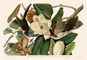 032 Black billed Cuckoo